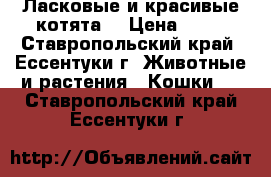 Ласковые и красивые котята. › Цена ­ 50 - Ставропольский край, Ессентуки г. Животные и растения » Кошки   . Ставропольский край,Ессентуки г.